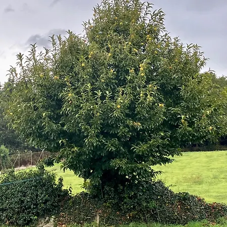Casa Da Forxa, Renovated Former Forge/ Smithy Casa vacanze Lugo