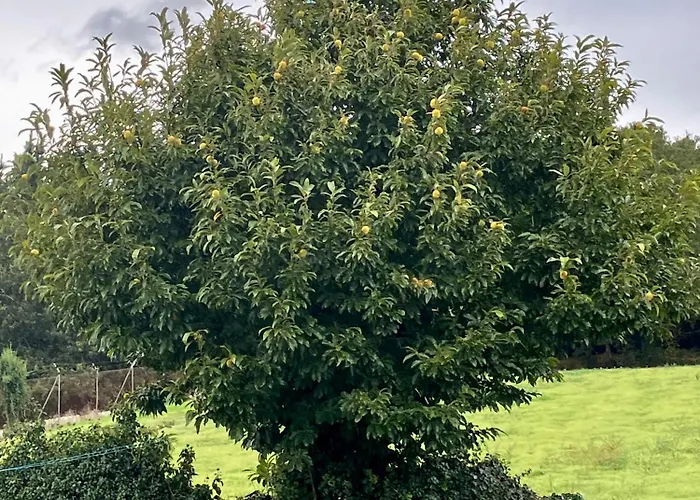 Casa Da Forxa, Renovated Former Forge/ Smithy 別荘 ルーゴ